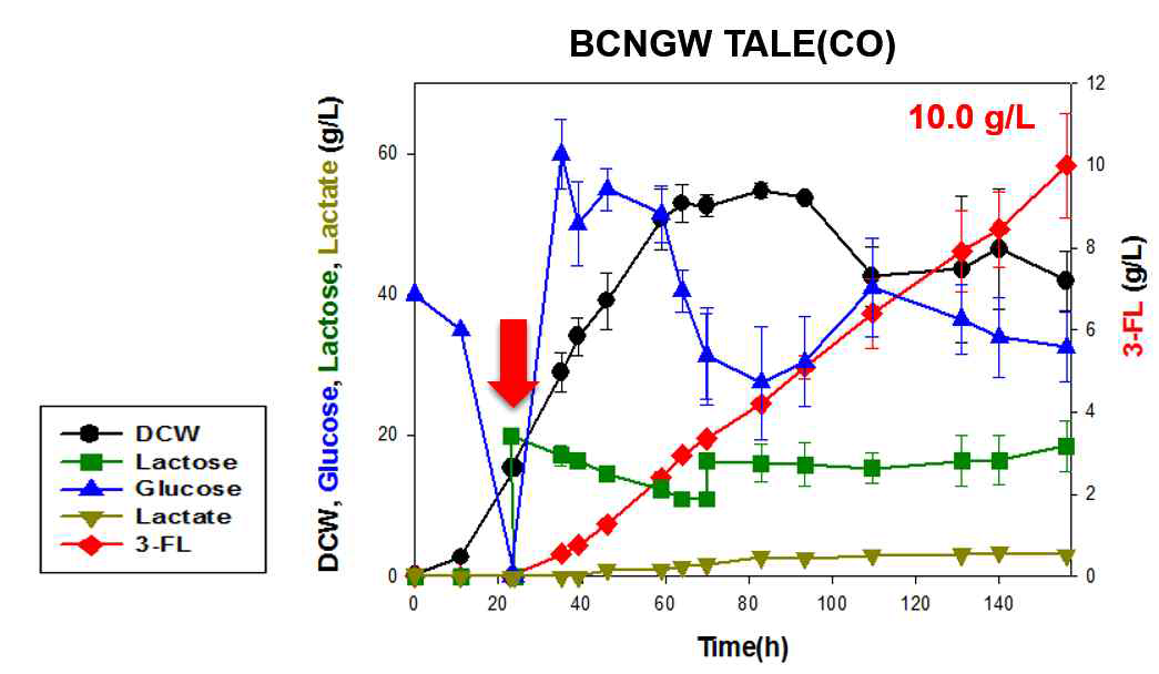 BCNGW TALE(CO) 균주의 유가식 배양 결과