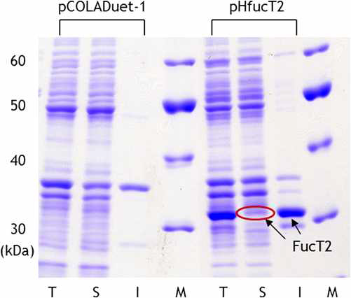 SDS-PAGE를 이용한 FucT2 발현 확인