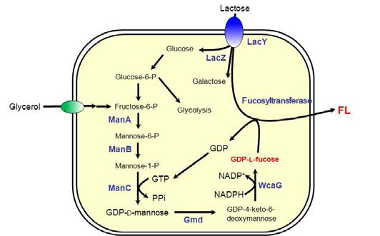 GDP-L-fucose 신생경로를 통한 FL 생산 모식도