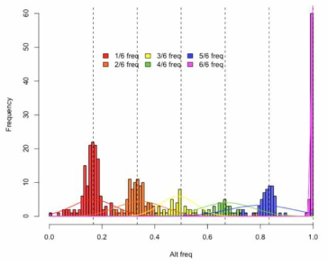 1/6씩 증가하는 allele frequency 양상을 보이는 SNP의 예