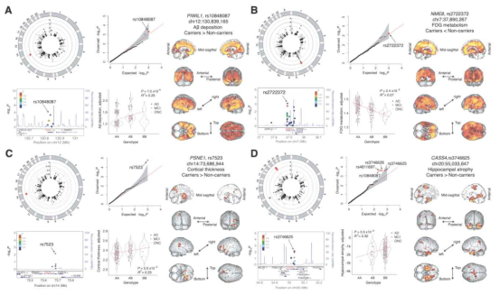 Common variant와 각 영상 정보와의 연관 분석 결과. (A) PIWIL1상의 SNP rs10848087은 amyloid-beta deposition과 연관성을 보임. (B) NME8상의 SNP rs2722372는 FDG metabolism과 연관성을 보임. (C) PSNE1상의 SNP rs7523은 cortical thickness와 연관성을 보임. (D) CASS4 상의 SNP rs3746625과 그 인접 SNP들은 huppocampal atrophy 데이터와 연관성을 보임