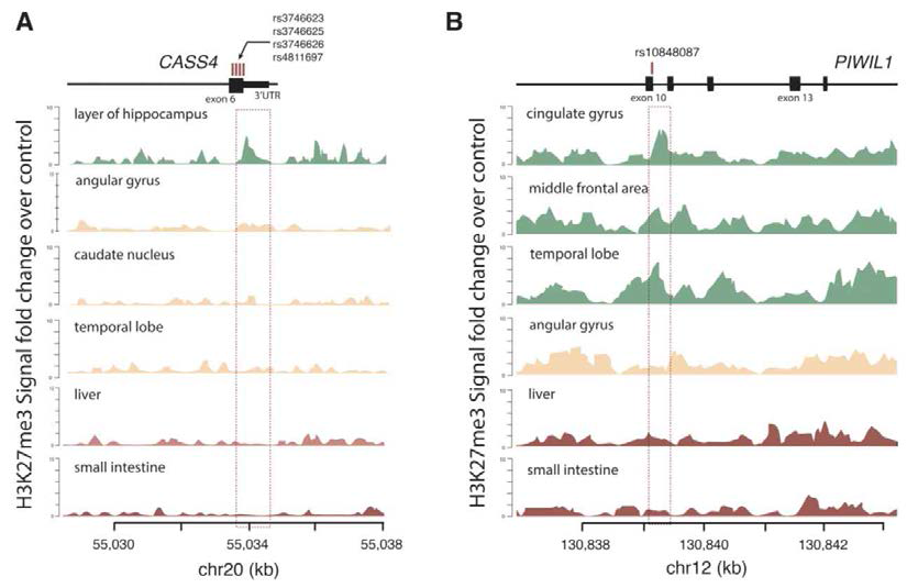 CASS4, PIWIL1 상 연관성을 보이는 SNP들 기능성 획득 기작을 ENCODE H3K27me3에서 관찰한 결과. 각각 뇌의 주요 부분에서 H3K27me3 signaling이 증가되어 있음을 확인함