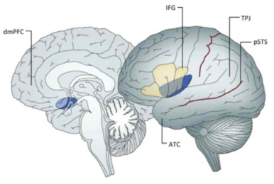 청소년기 뇌발달의 주요 영역 (Kilford et al., 2016)