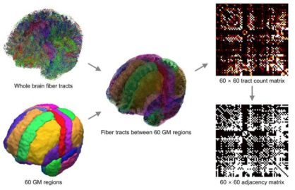 백질 신경에 기반한 구조적 뇌신경망 구성