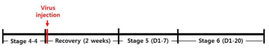 Radixin virus 수술과 rGT 훈련 time-line (1)