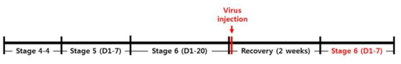 Radixin virus 수술과 rGT 훈련 time-line (2)