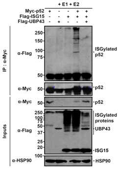 면역침전 분석에 의해 파킨슨병 유발 p52 단백의 ISG15 공유 수식화 반응을 확인