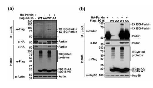 in vivo 및 in vitro 조건에서 파킨슨병의 원인유전자 parkin의 ISG15의 공유 수식화 여부 확인