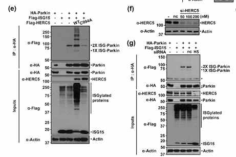 ISG15 E3 ligase인 Herc5에 의해 parkin ISGylation이 매개됨을 확인