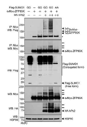 hPc2에 의해 SUMOylation이 되는 ZFP85K의 양 변화를 측정함