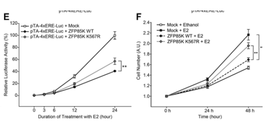 신경세포 주에 ZFP85K을 과발현 시킨후 E2 처리 후 세포 생장을 측정 (E-F)