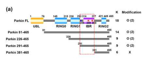 parkin 단백질의 여러 deletion mutant들의 ISGylation 여부 측정