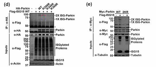 parkin의 다양한 라이신 잔기의 돌연변이의 ISGylation이 되는 정도 측정 및 타깃 아미노산 분석
