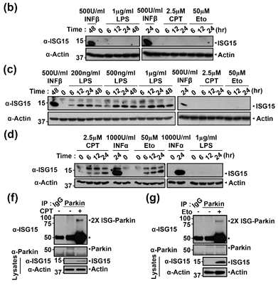 여러세포에서 parkin ISGylation 유발 조건 동정