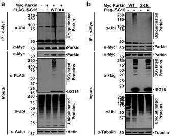 ISGylation에 따른 parkin의 자체 유비키틴화 분석