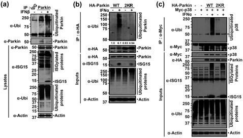 parkin-ISGylation에 의한 parkin 타깃 단백인 p38의 유비키틴화 정도 측정