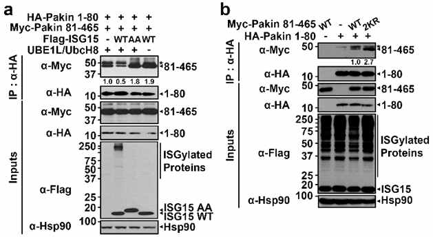 ISGylation에 의한 parkin의 intramolecular 결합조절 정도 확인