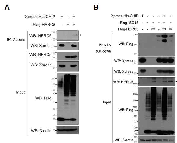 CHIP-ISGylation을 매개하는 ISG15 E3 ligase인 Herc5의 활성 확인