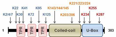 CHIP의 ISGylation 사이트 매핑을 위한 단백질 내 lysine site 돌변변이표 요약