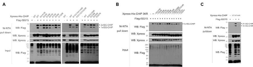 다양한 CHIP single & multiple site 점-돌변변이체를 활용한 ISGylation 반응여부 분석 및 ISGylation targeting lysiine 잔기 동정