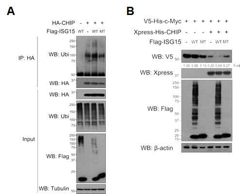 CHIP ISGylation에 의한 기질 단백질 c-Myc의 신경선조세포에서의 이차적인 양변화 측정