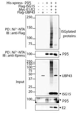 Pull-down 분석을 통한 p95 타깃 단백의 covalent ISG15 conjugation 확인