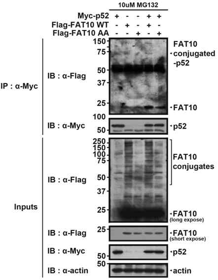 파킨슨병 관련 p52 단백질의 FAT10 공유-수식화 확인