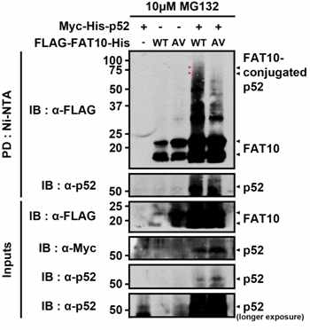 UPS에 의한 단백질분해 억제조건에서 p52 단백질의 FAT10 수식화 증가 확인