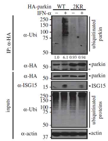 ISGylation에 의한 parkin의 활성증가