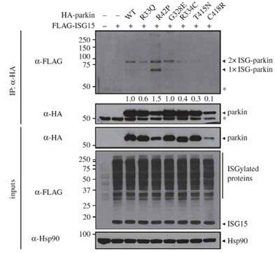 parkin 돌연변이의 ISGylation 정도 차이