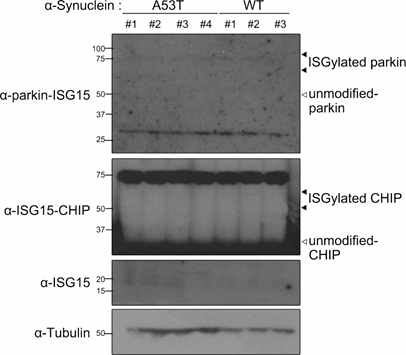 항체 성능 시험 (α-Synuclein 생쥐모델)