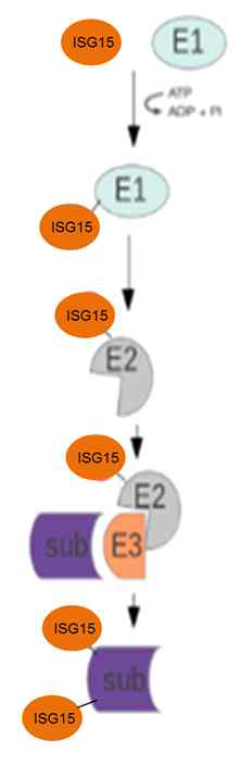 In vitro ISG15 수식화 반응 모식도