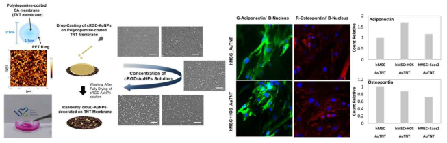 cRGD-AuNP를 결합시킨 Au-TNT 제작 및 골육종세포와 Au-TNT의 hMSC 분화에 미치는 영향