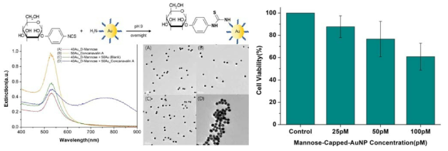 금 나노프로브의 마노스(mannose) 개질과 ConA-마노스 결합에 의한 응집체 생성을 나타내는 UV-Vis 스펙트럼과 TEM 이미지(왼쪽)와 마노스 개질 나노프로브 농도에 따른 세포의 생존도(오른쪽)