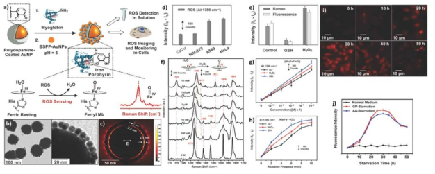 Myoglobin과 polydopamine으로 개질된 표면라만증강 프로브(MP-SERS)를 활용한 세포 이미징