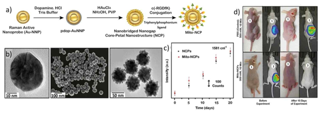 Au-NNP기반 Mito-NCP 합성과 광열치료