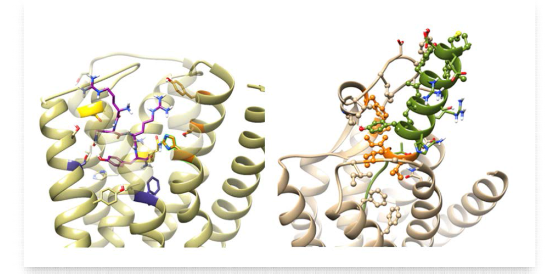 Neuropeptide Y (NPY))와 neuropeptide Y receptor (노란색 계통으로 나타낸 GPCR 구조) 간의 상호작용. 왼쪽에는 보라색으로 표시된 NPY의 C 말단이 receptor 깊숙이 상호작용하고 있는 것을 보여주며, 오른쪽은 초록색으로 나타낸 NPY의 N 말단 부분이 receptor의 고리부분과 긴밀히 상호작용하고 있는 것을 보여준다