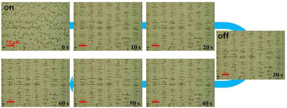 전압 on과 off시 시간에 따른 CNT의 재배열성을 보여주는 광학현미경 이미지