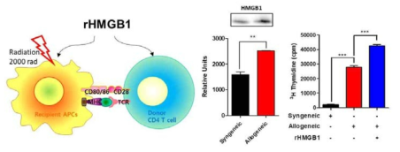 HMGB1의 축적양상과 rHMGB1에 의한 동종면역반응 T 세포 분석