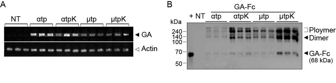 식물유래 거대 4차 구조 융합 백신 단백질 GA-Fc αtp, GA-Fc αtpK, GA-Fc μtp, GA-Fc μtpK의 유전자 삽입 및 단백질 발현 여부 확인. (A) 확보된 형질 전환 식물체를 대상으로 PCR 분석을 통해 유전자 존재 식물 선별. (B) Western blot을 이용하여 거대분자구조 단백질의 발현율 확인. +, Positive control (mammalian GA733-Fc); NT, Non transgenic plant