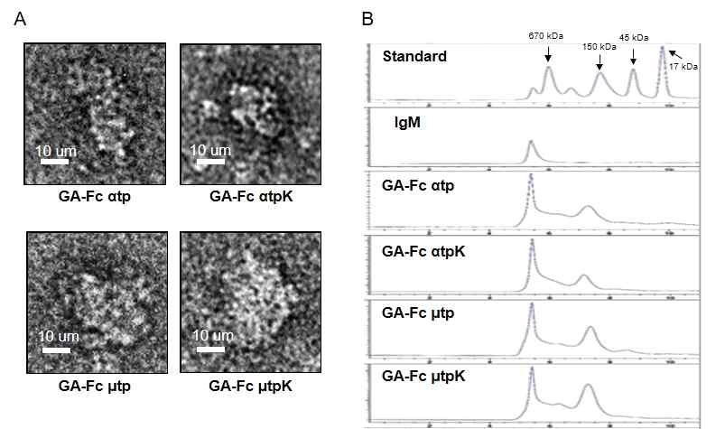 정제된 GA-Fc αtp, GA-Fc αtpK, GA-Fc μtp 그리고 GA-Fc μtpK 거대 4차 구조 융합 백신 단백질을 전자현미경과 SEC-HPLC를 이용하여 단백질의 구조 및 크기를 확인