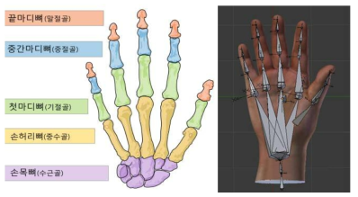 손의 골격 구조 및 모델에 삽입된 골격 모델