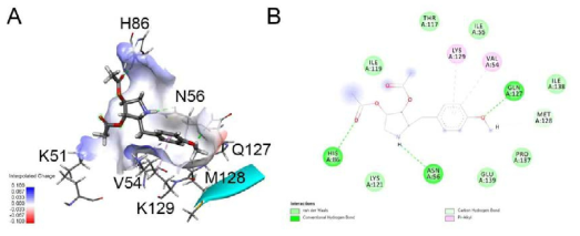 AIMP2-DX2에 anisomycin 유도체인 KC-F0823을 N-term site에 결합시킨 분자동역학모의실험 결과. 150 ns 모의실험 동안 가장 많이 분포 했던 화합물 conformation을 찾아 결합자리와의 상호작용을 분석하였다. A) 화합물 KC-F0823과 주로 상호작용하는 결합자리 잔기들의 정전하 분포 표면 구조 및 결합모드. B) 결합 상호작용을 2차원평면상에 정리한 그림. H86 및 N56, Q127과 수소결합을 이루는 것을 확인할 수 있다