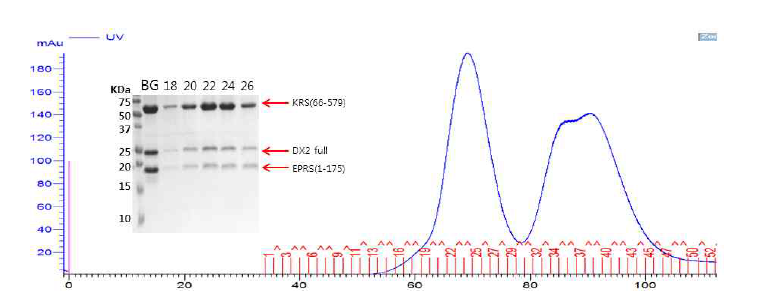DX2 full-KRS(66-579)-EPRS(1-175) triple complex의 SEC와 SDS_PAGE 결과