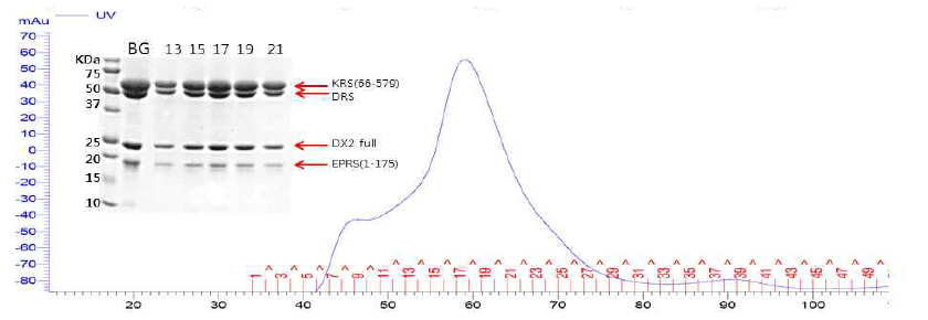 DX2 full-KRS(66-579)-EPRS(1-175)-DRS full quadruple complex의 SEC와 SDS_PAGE 결과