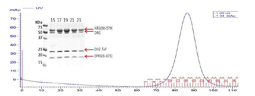 DX2 full-KRS(66-579)-DRS full-EPRS(1-175) 의 quadruple complex의 SEC와 SDS_PAGE 결과