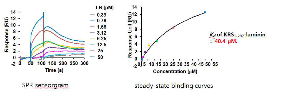 KRS(1-207)과 LR의 상호작용에 대한 SPR 실험에서의 SPR sensorgram 결과와 steady-state binding curves