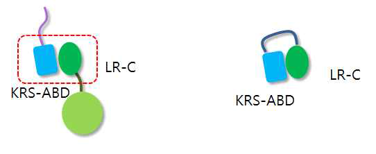 KRS(72-207)과 LR의 cimera protein 디자인