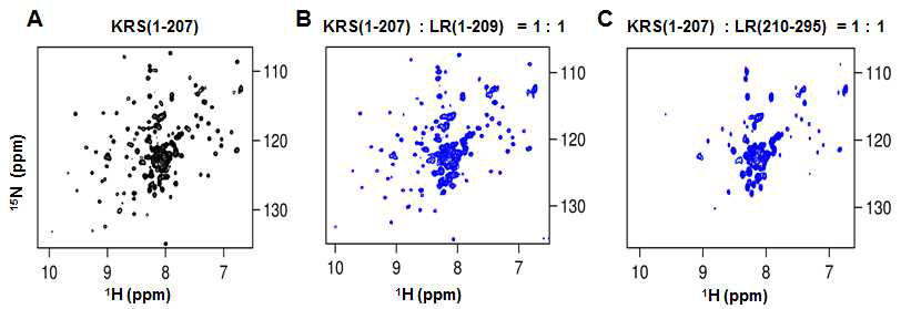 (A) KRS(1-207)의 1H-15N TROSY spectra. (B) KRS(1-207)에 LR(1-209)첨가 후 KRS(1-207)의 1H-15N TROSY spectra. (C)KRS(1-207)에 LR(210-295) 첨가 후 KRS(1-207)의 1H-15N TROSY spectra