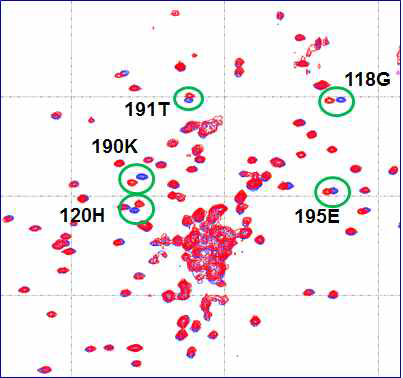 KRS(1-207)에 YH16899 stereoisomer를 첨가하기 전(파랑)과 후(빨강)에 대한 KRS(1-207)의 2D 1H-15N TROSY spectrum